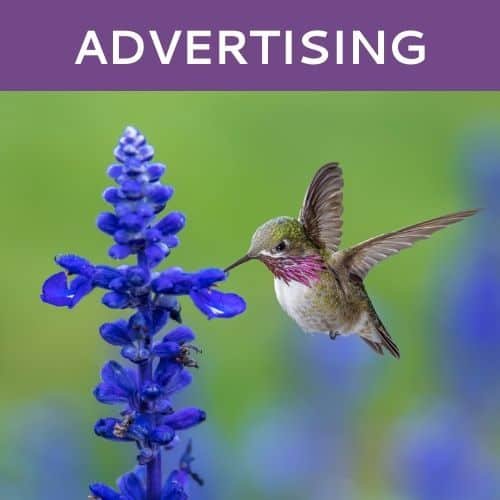 Online Advertising by Hummingbird Marketing in Seattle and Cleveland