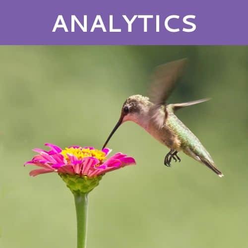 Analytics by Hummingbird Marketing in Seattle and Cleveland