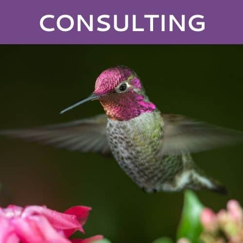 Consulting Services by Hummingbird Marketing in Seattle and Cleveland