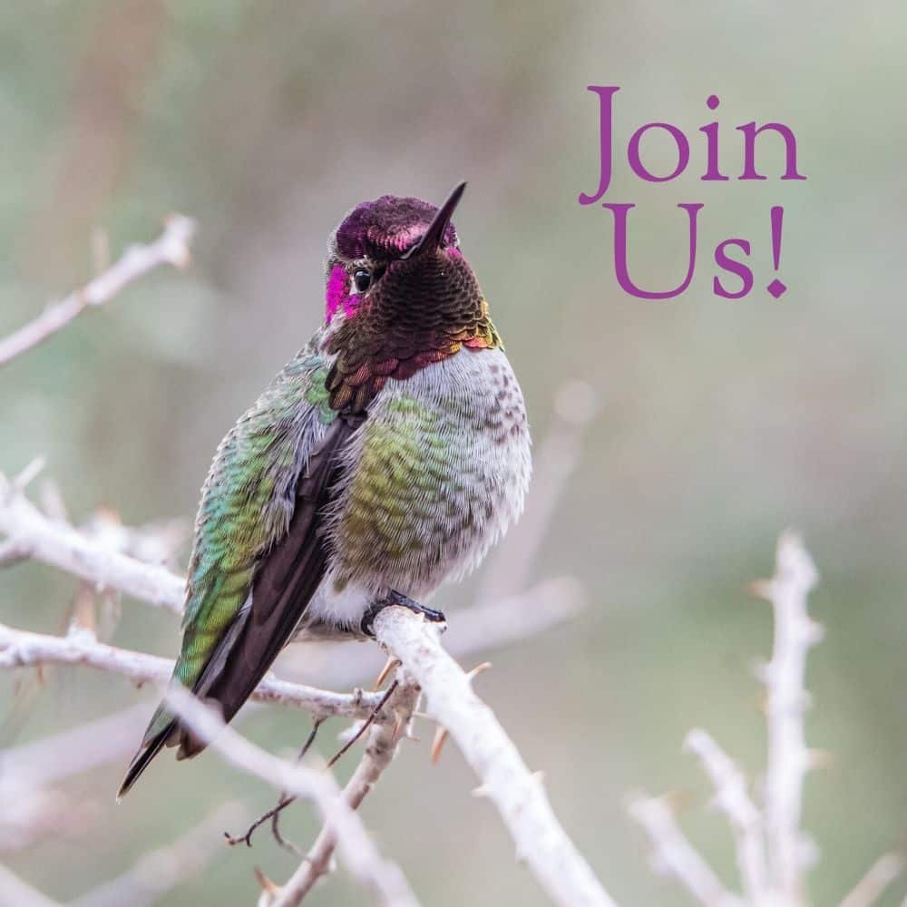 Subscribe to the Newsletter of Hummingbird Marketing Services