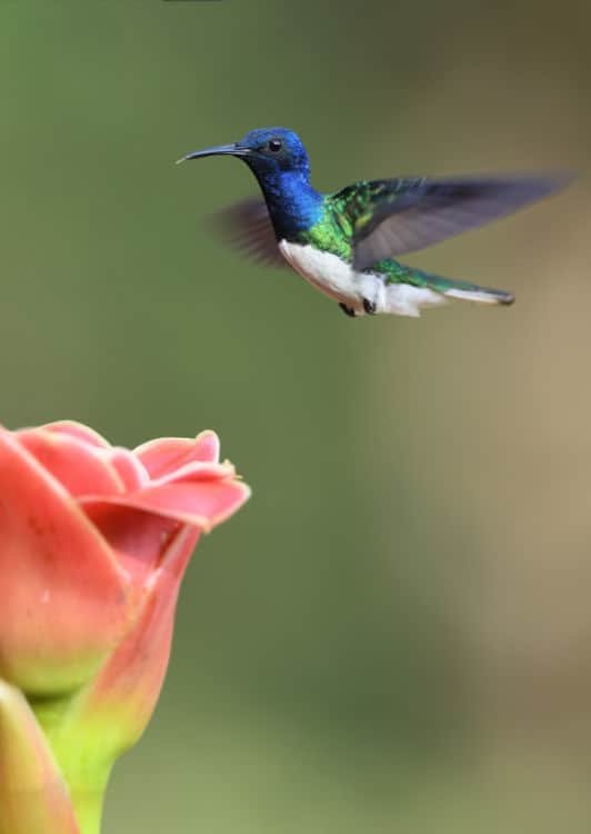 Why Choose Hummingbird Marketing Services for Website Design in Seattle