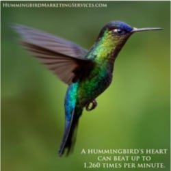 Social Media Post Example: A hummingbird’s heart beats 1,200 times per minute