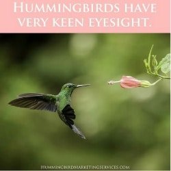 Social Media Post Example: Hummingbirds have very keen eyesight