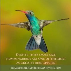 Social Media Post Example: Despite their small size, hummingbirds are one of the most aggressive bird species