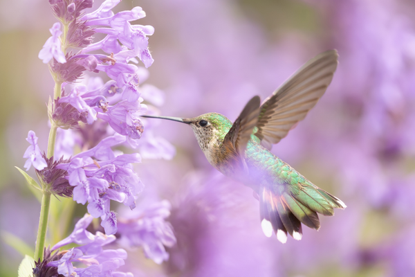 Hummingbird Marketing Services — Web Design, Social Media, Publicity, Content Writing, Advertising, SEO, Analytics, Consulting, Branding, and Other Marketing Services