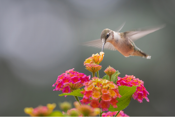 Hummingbird Marketing Services — Web Design, Social Media, Publicity, Content Writing, Advertising, SEO, Analytics, Consulting, Branding, and Other Marketing Services