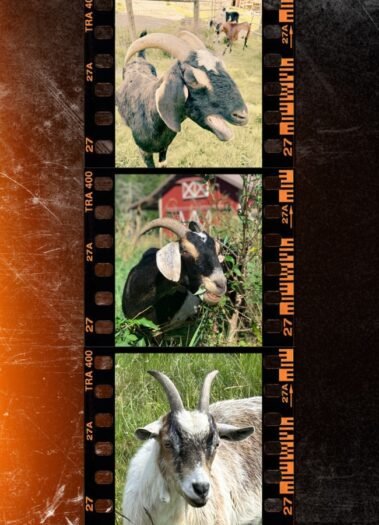 Barn Stars Animal Rescue, stunning retro website design by Hummingbird Marketing Services in Seattle