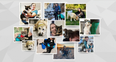 Arrow Animal Urgent Care Vet Website, showcasing the compassionate, talented staff — website designed by Hummingbird Marketing Services in Seattle