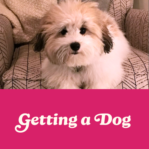 Getting a Dog - Elizabeth's Manifestations