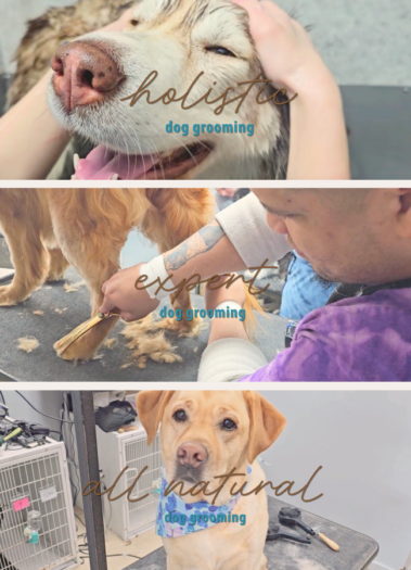 Views of the Hippie Hounds Website, pet spa site designed by Hummingbird Marketing Services in Seattle