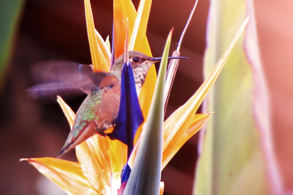 A pink, purple, and green hummingbird perched on a beautiful purple and yellow flower.