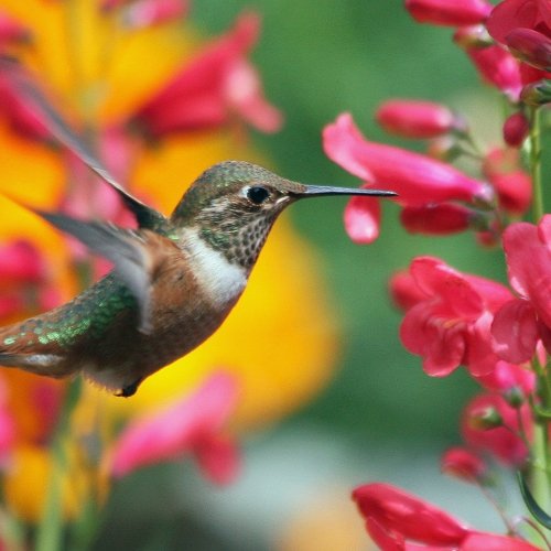 A brown, white, and green hummingbird amidst a garden or pink and orange flowers.
