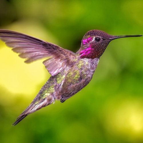 A beautiful pink and purple hummingbird mid-flight with a bit of light green in it's feathers.